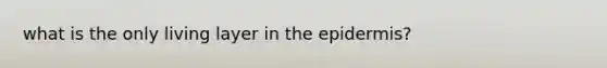 what is the only living layer in the epidermis?