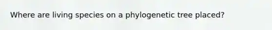 Where are living species on a phylogenetic tree placed?