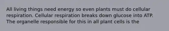 All living things need energy so even plants must do cellular respiration. Cellular respiration breaks down glucose into ATP. The organelle responsible for this in all plant cells is the