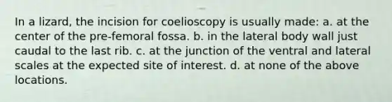 In a lizard, the incision for coelioscopy is usually made: a. at the center of the pre-femoral fossa. b. in the lateral body wall just caudal to the last rib. c. at the junction of the ventral and lateral scales at the expected site of interest. d. at none of the above locations.