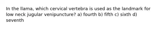 In the llama, which cervical vertebra is used as the landmark for low neck jugular venipuncture? a) fourth b) fifth c) sixth d) seventh