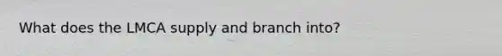 What does the LMCA supply and branch into?