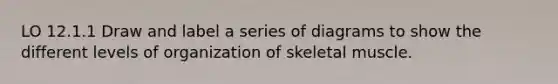 LO 12.1.1 Draw and label a series of diagrams to show the different levels of organization of skeletal muscle.