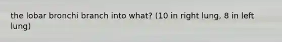 the lobar bronchi branch into what? (10 in right lung, 8 in left lung)