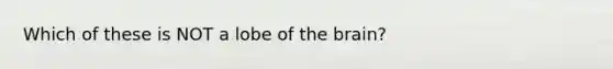 Which of these is NOT a lobe of the brain?