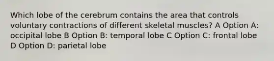 Which lobe of the cerebrum contains the area that controls voluntary contractions of different skeletal muscles? A Option A: occipital lobe B Option B: temporal lobe C Option C: frontal lobe D Option D: parietal lobe