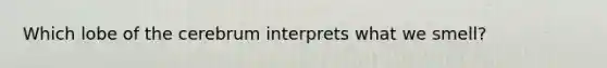 Which lobe of the cerebrum interprets what we smell?