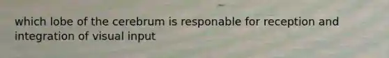 which lobe of the cerebrum is responable for reception and integration of visual input