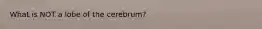 What is NOT a lobe of the cerebrum?