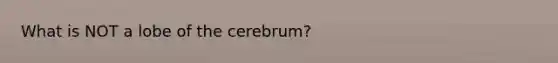 What is NOT a lobe of the cerebrum?