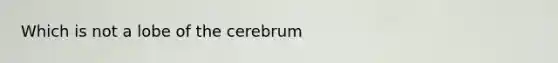 Which is not a lobe of the cerebrum