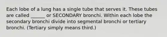 Each lobe of a lung has a single tube that serves it. These tubes are called ______ or SECONDARY bronchi. Within each lobe the secondary bronchi divide into segmental bronchi or tertiary bronchi. (Tertiary simply means third.)