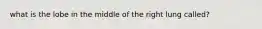 what is the lobe in the middle of the right lung called?