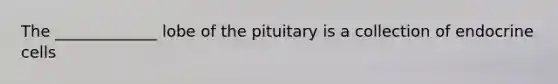 The _____________ lobe of the pituitary is a collection of endocrine cells