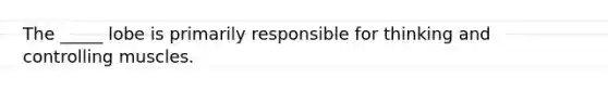 The _____ lobe is primarily responsible for thinking and controlling muscles.