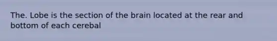 The. Lobe is the section of the brain located at the rear and bottom of each cerebal