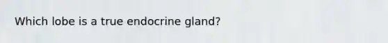 Which lobe is a true endocrine gland?