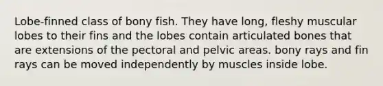 Lobe-finned class of bony fish. They have long, fleshy muscular lobes to their fins and the lobes contain articulated bones that are extensions of the pectoral and pelvic areas. bony rays and fin rays can be moved independently by muscles inside lobe.