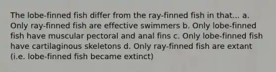 The lobe-finned fish differ from the ray-finned fish in that... a. Only ray-finned fish are effective swimmers b. Only lobe-finned fish have muscular pectoral and anal fins c. Only lobe-finned fish have cartilaginous skeletons d. Only ray-finned fish are extant (i.e. lobe-finned fish became extinct)