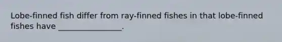 Lobe-finned fish differ from ray-finned fishes in that lobe-finned fishes have ________________.