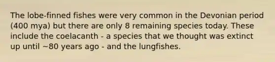 The lobe-finned fishes were very common in the Devonian period (400 mya) but there are only 8 remaining species today. These include the coelacanth - a species that we thought was extinct up until ~80 years ago - and the lungfishes.