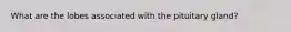 What are the lobes associated with the pituitary gland?