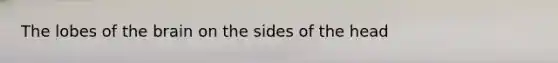The lobes of the brain on the sides of the head