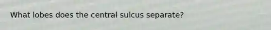 What lobes does the central sulcus separate?