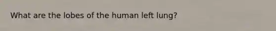 What are the lobes of the human left lung?