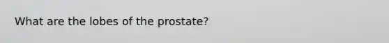 What are the lobes of the prostate?