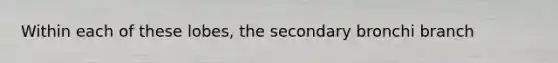 Within each of these lobes, the secondary bronchi branch