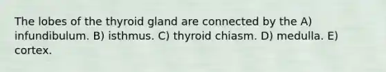 The lobes of the thyroid gland are connected by the A) infundibulum. B) isthmus. C) thyroid chiasm. D) medulla. E) cortex.