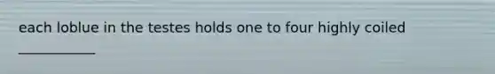 each loblue in the testes holds one to four highly coiled ___________