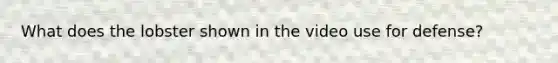 What does the lobster shown in the video use for defense?