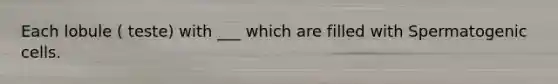 Each lobule ( teste) with ___ which are filled with Spermatogenic cells.