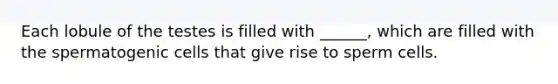Each lobule of the testes is filled with ______, which are filled with the spermatogenic cells that give rise to sperm cells.