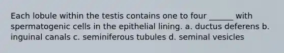 Each lobule within the testis contains one to four ______ with spermatogenic cells in the epithelial lining. a. ductus deferens b. inguinal canals c. seminiferous tubules d. seminal vesicles