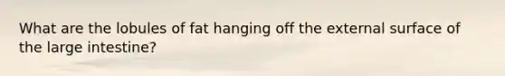What are the lobules of fat hanging off the external surface of the large intestine?