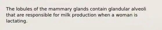 The lobules of the mammary glands contain glandular alveoli that are responsible for milk production when a woman is lactating.