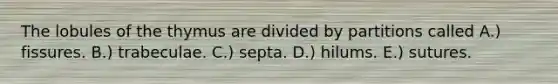 The lobules of the thymus are divided by partitions called A.) fissures. B.) trabeculae. C.) septa. D.) hilums. E.) sutures.
