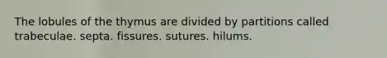 The lobules of the thymus are divided by partitions called trabeculae. septa. fissures. sutures. hilums.