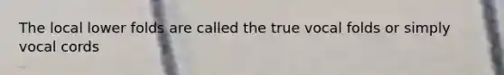 The local lower folds are called the true vocal folds or simply vocal cords