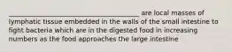 ________________________________________ are local masses of lymphatic tissue embedded in the walls of the small intestine to fight bacteria which are in the digested food in increasing numbers as the food approaches the large intestine