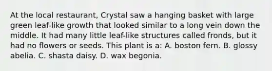 At the local restaurant, Crystal saw a hanging basket with large green leaf-like growth that looked similar to a long vein down the middle. It had many little leaf-like structures called fronds, but it had no flowers or seeds. This plant is a: A. boston fern. B. glossy abelia. C. shasta daisy. D. wax begonia.