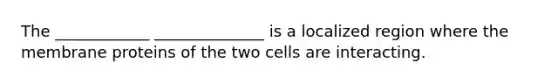 The ____________ ______________ is a localized region where the membrane proteins of the two cells are interacting.