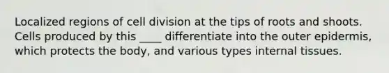 Localized regions of cell division at the tips of roots and shoots. Cells produced by this ____ differentiate into the outer epidermis, which protects the body, and various types internal tissues.