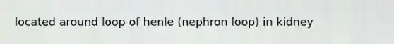 located around loop of henle (nephron loop) in kidney