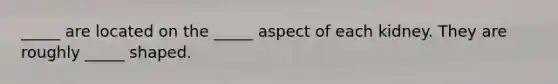 _____ are located on the _____ aspect of each kidney. They are roughly _____ shaped.