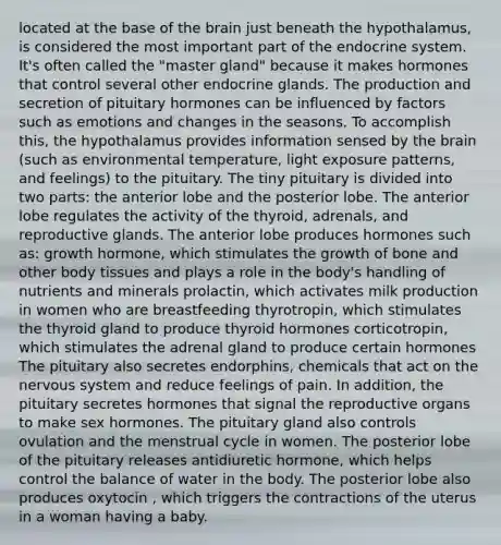 located at the base of the brain just beneath the hypothalamus, is considered the most important part of the endocrine system. It's often called the "master gland" because it makes hormones that control several other endocrine glands. The production and secretion of pituitary hormones can be influenced by factors such as emotions and changes in the seasons. To accomplish this, the hypothalamus provides information sensed by the brain (such as environmental temperature, light exposure patterns, and feelings) to the pituitary. The tiny pituitary is divided into two parts: the anterior lobe and the posterior lobe. The anterior lobe regulates the activity of the thyroid, adrenals, and reproductive glands. The anterior lobe produces hormones such as: growth hormone, which stimulates the growth of bone and other body tissues and plays a role in the body's handling of nutrients and minerals prolactin, which activates milk production in women who are breastfeeding thyrotropin, which stimulates the thyroid gland to produce thyroid hormones corticotropin, which stimulates the adrenal gland to produce certain hormones The pituitary also secretes endorphins, chemicals that act on the nervous system and reduce feelings of pain. In addition, the pituitary secretes hormones that signal the reproductive organs to make sex hormones. The pituitary gland also controls ovulation and the menstrual cycle in women. The posterior lobe of the pituitary releases antidiuretic hormone, which helps control the balance of water in the body. The posterior lobe also produces oxytocin , which triggers the contractions of the uterus in a woman having a baby.