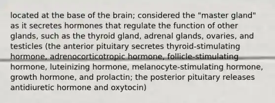 located at the base of the brain; considered the "master gland" as it secretes hormones that regulate the function of other glands, such as the thyroid gland, adrenal glands, ovaries, and testicles (the anterior pituitary secretes thyroid-stimulating hormone, adrenocorticotropic hormone, follicle-stimulating hormone, luteinizing hormone, melanocyte-stimulating hormone, growth hormone, and prolactin; the posterior pituitary releases antidiuretic hormone and oxytocin)